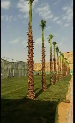 السلام عليكم ورحمة الله وبركاته يوجدلدينا نخل 8