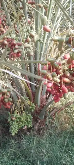 نخل للبيع بسعار مناسبها 6