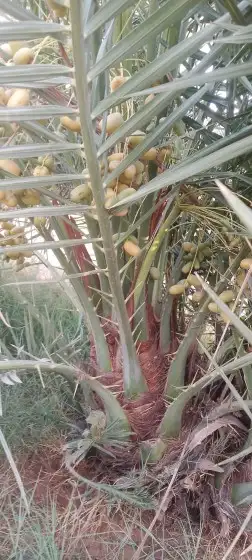 نخل للبيع بسعار مناسبها 7