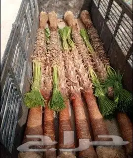 نخل واشنطونيا زينه جميع المقاسات 7