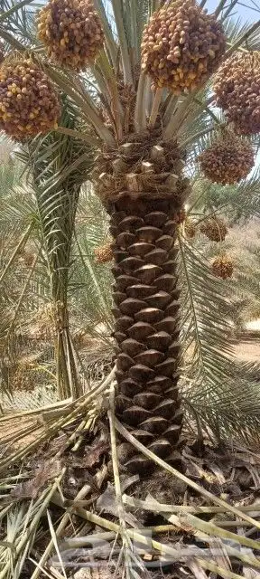 نخل بثمره جثايث من متر اللي متر ونص مله نظر يتواصل معي جوال 1
