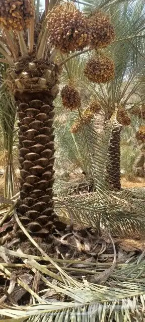 نخل بثمره جثايث من متر اللي متر ونص مله نظر يتواصل معي جوال 0
