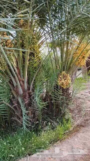 نخل للبيع بسعار مناسبها 0