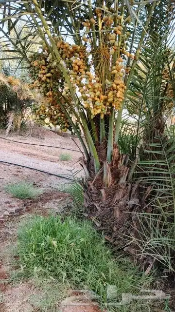 نخل للبيع بسعار مناسبها 2