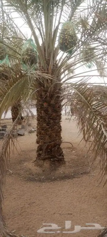 نخل بثمره جثايث من متر اللي متر ونص مله نظر يتواصل معي جوال 3