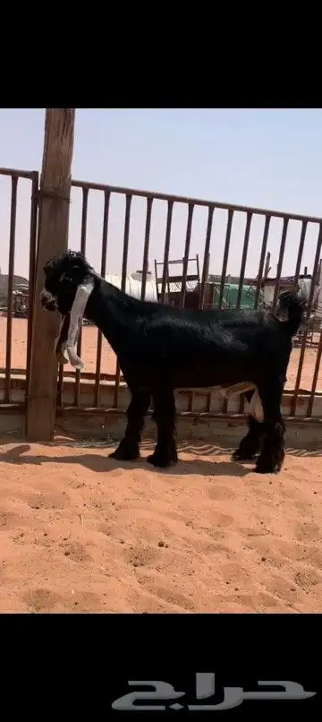 تيس عارضي صنف مشروع فحل 1