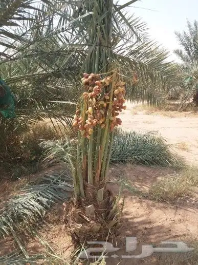 نخل مثمر للبيع سكري اخلاص صقعي مجدول نخيل عجوه روثانا واشنطن 6