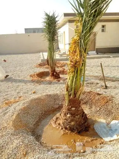 نخل مثمر للبيع خلاص صقعي برحي شيشي هلالي سكري منيفي 2