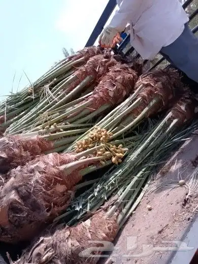 نخل للبيع بسعار مناسبها 5