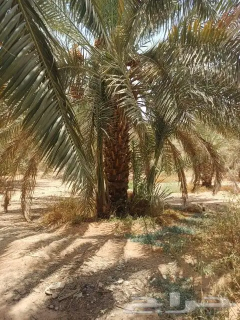 نخل بثمره جثايث من متر اللي متر ونص مله نظر يتواصل معي جوال 2