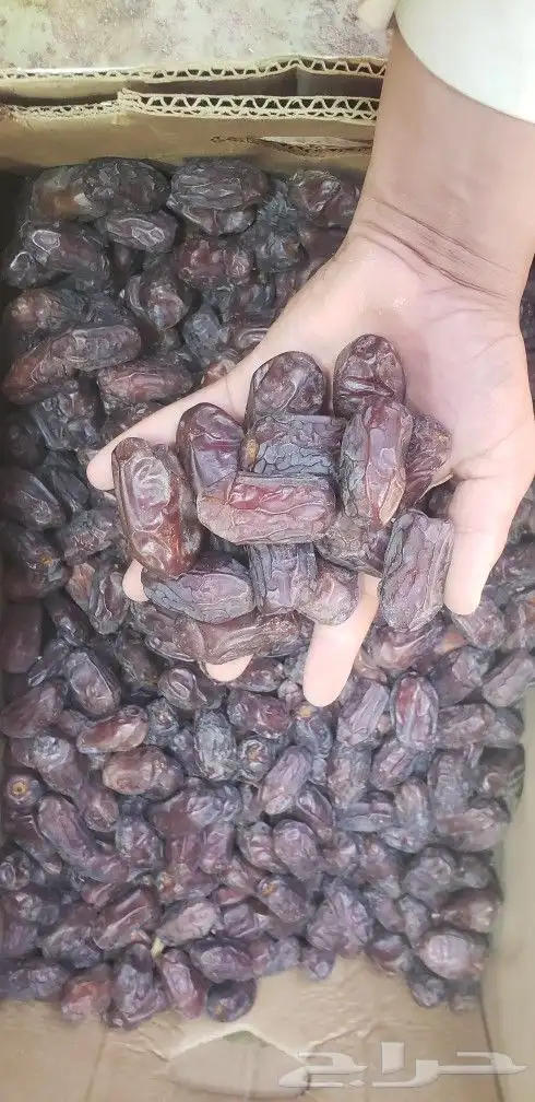 خضري 4