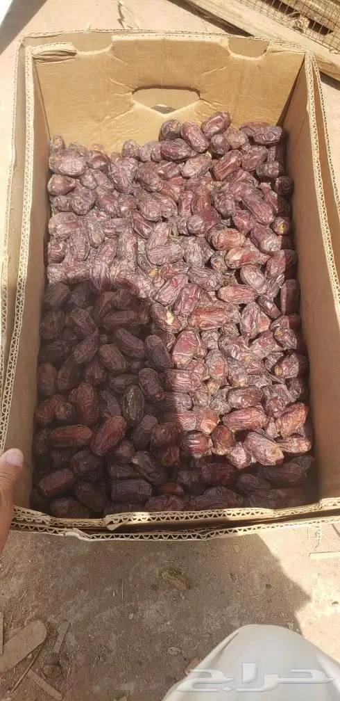 خضري 2