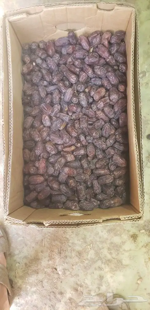 خضري 6