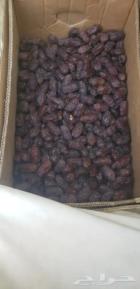 خضري 1