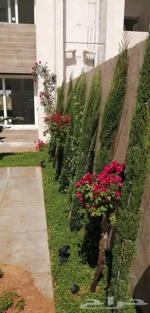 السرو الايطالي مشتل نور 0