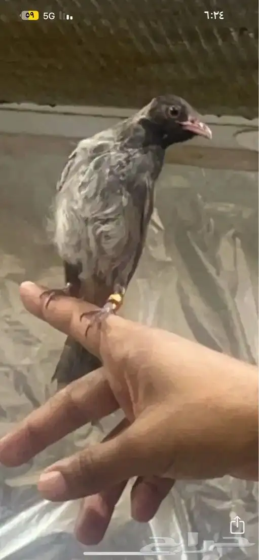 بلبل بلبول  بلابل 1