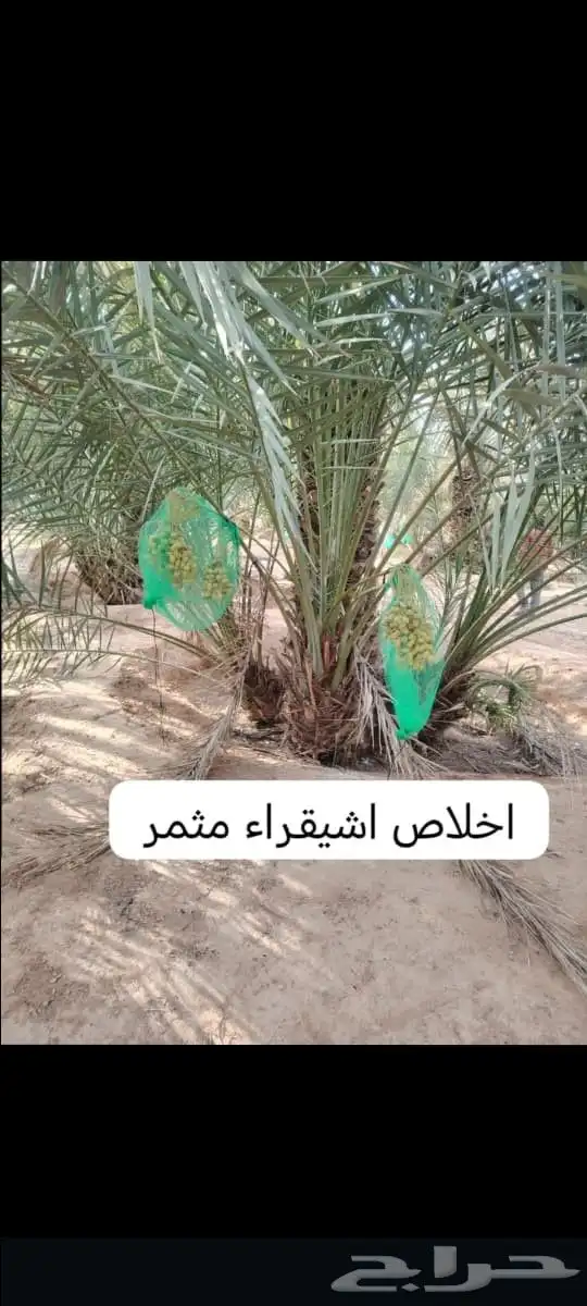 نخيل للبيع جميع الأنواع والمقاسات 6