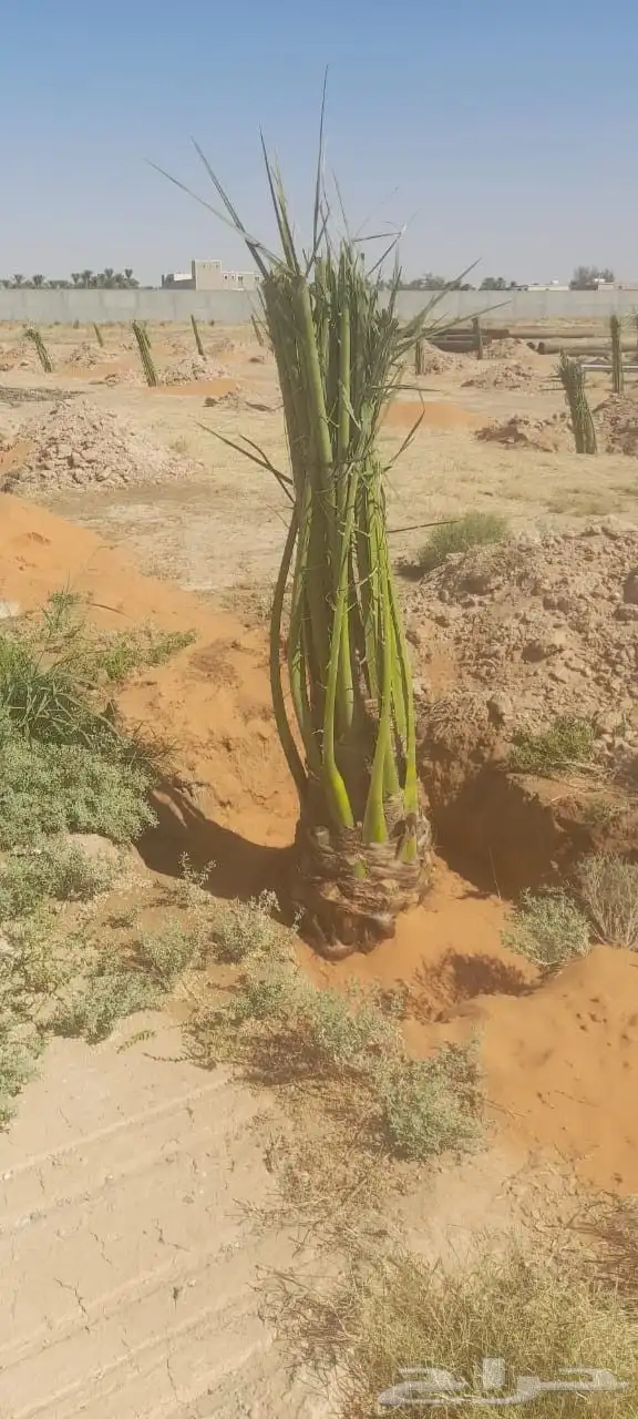 نخل مثمر للبيع خلاص صقعي برحي شيشي هلالي سكري منيفي 9