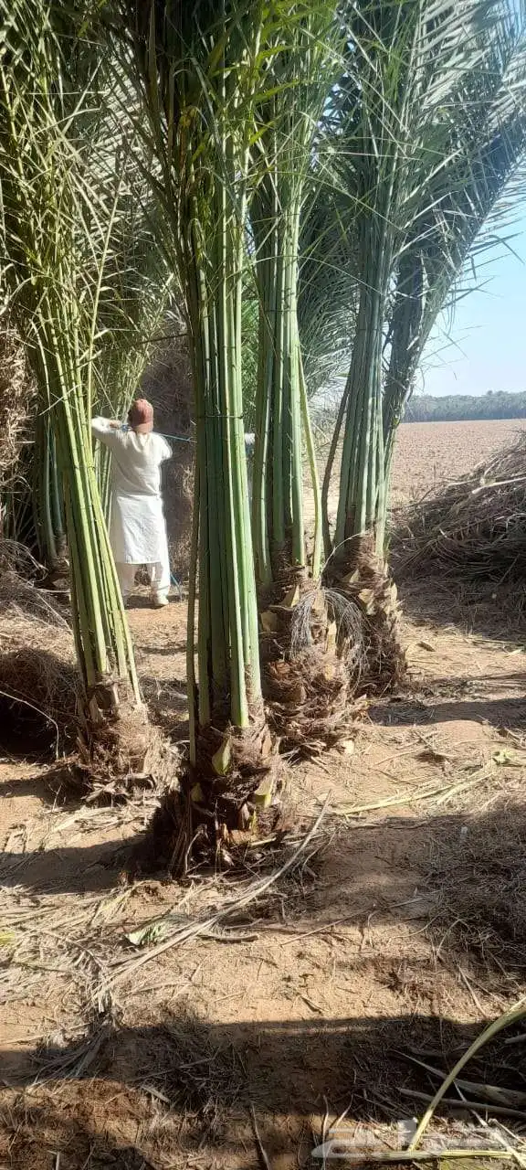 نخل مثمر للبيع خلاص صقعي برحي شيشي هلالي سكري منيفي 8