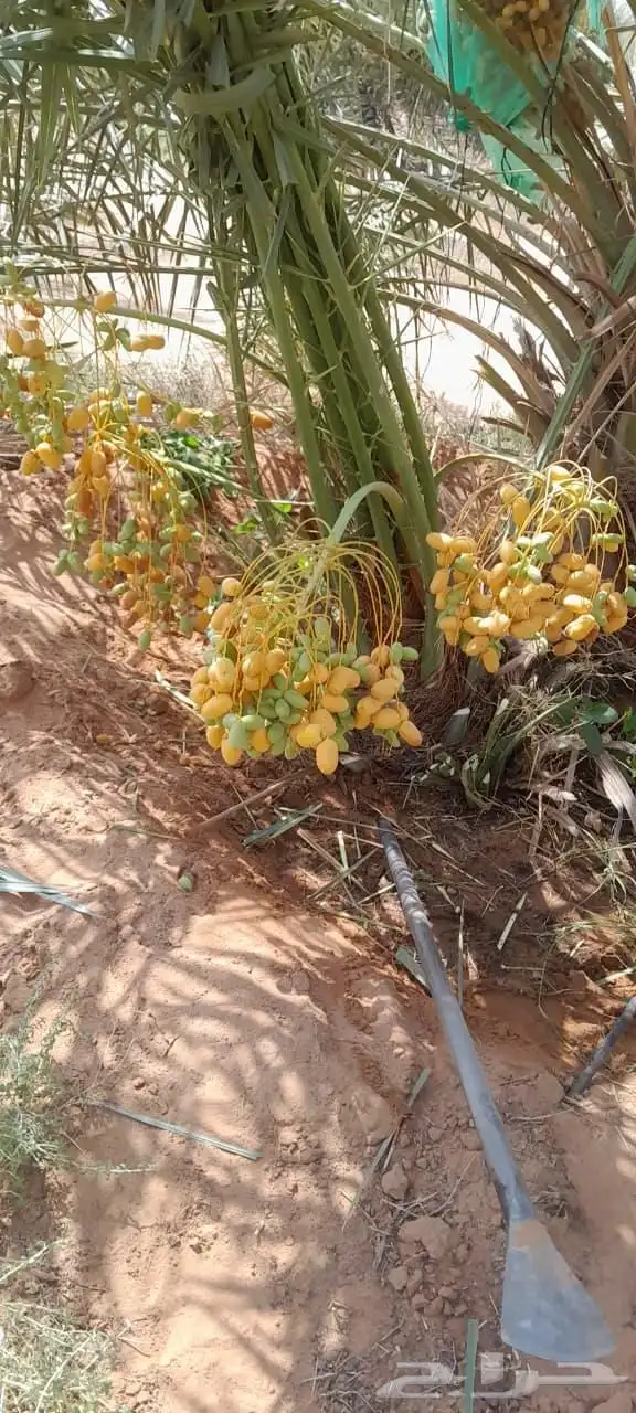 نخيل للبيع جميع الأنواع والمقاسات 3