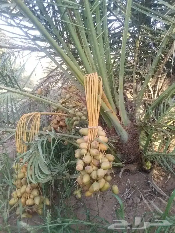 فروخ وجثايث 0