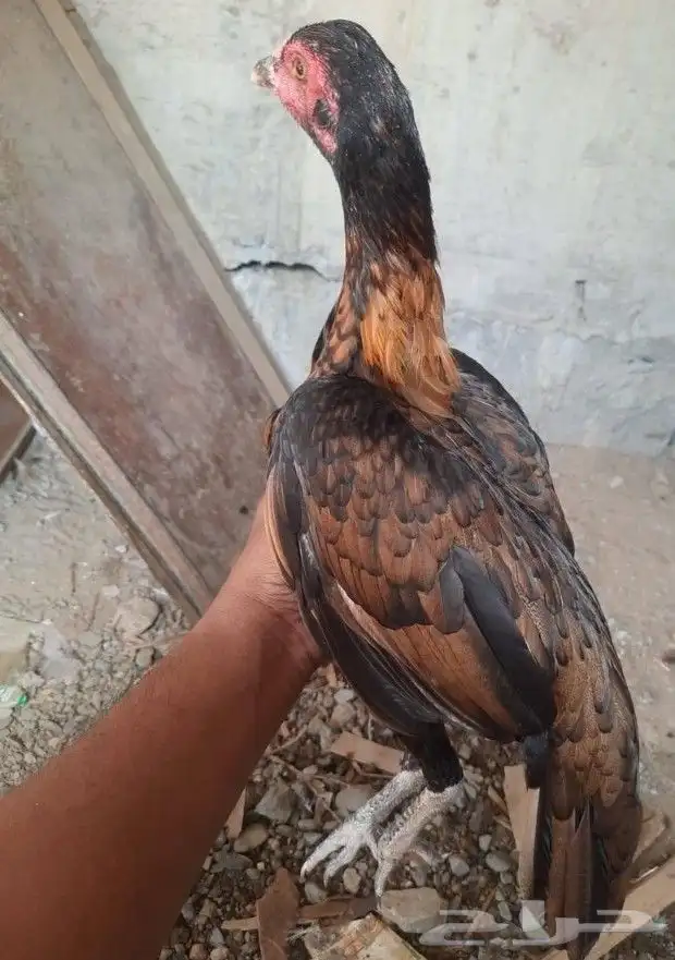 للبيع دجاجتين سندي 3