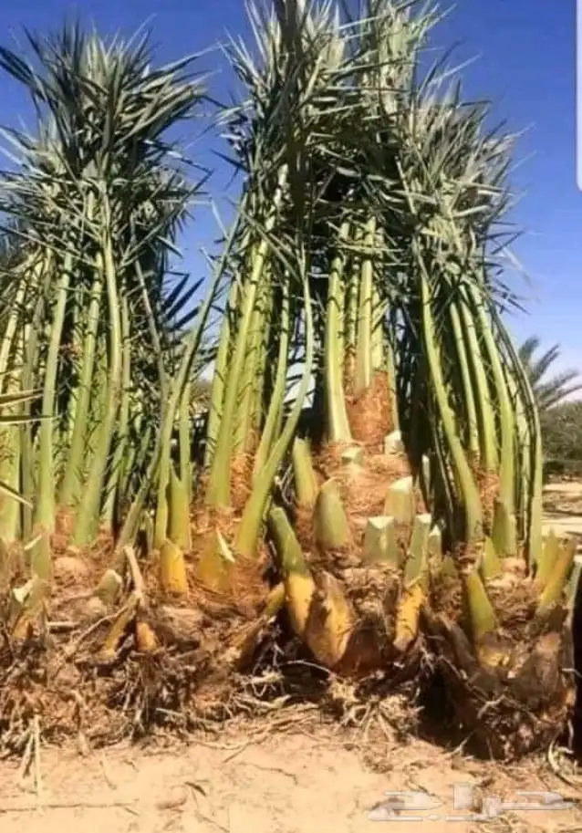 يوجد لدينا فروخ واشنطني ونخل من ج نمسك مزارع تكريف تنظيف 6