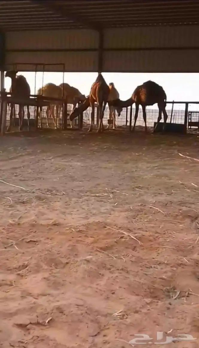 توفر دفعه قعدان بالمزرعه 0