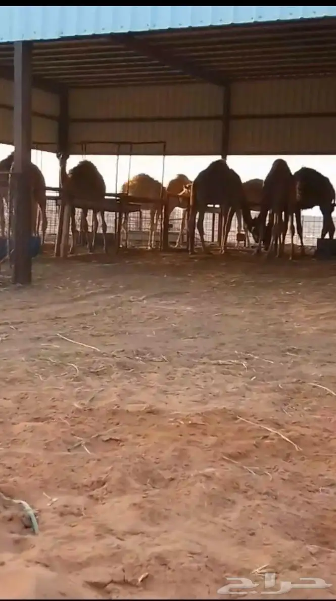 توفر دفعه قعدان بالمزرعه 1