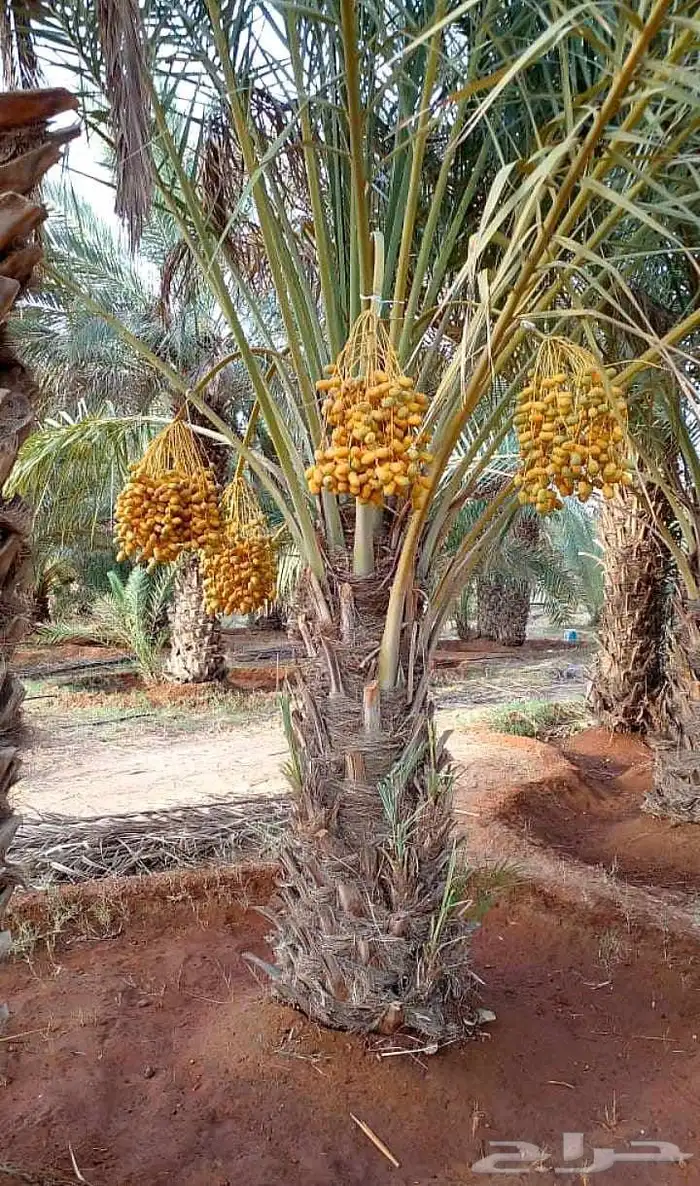 نخل مثمر للبيع نخيل اخلاص سكري برحي صقعي هلالي مجدول سلاطين 3