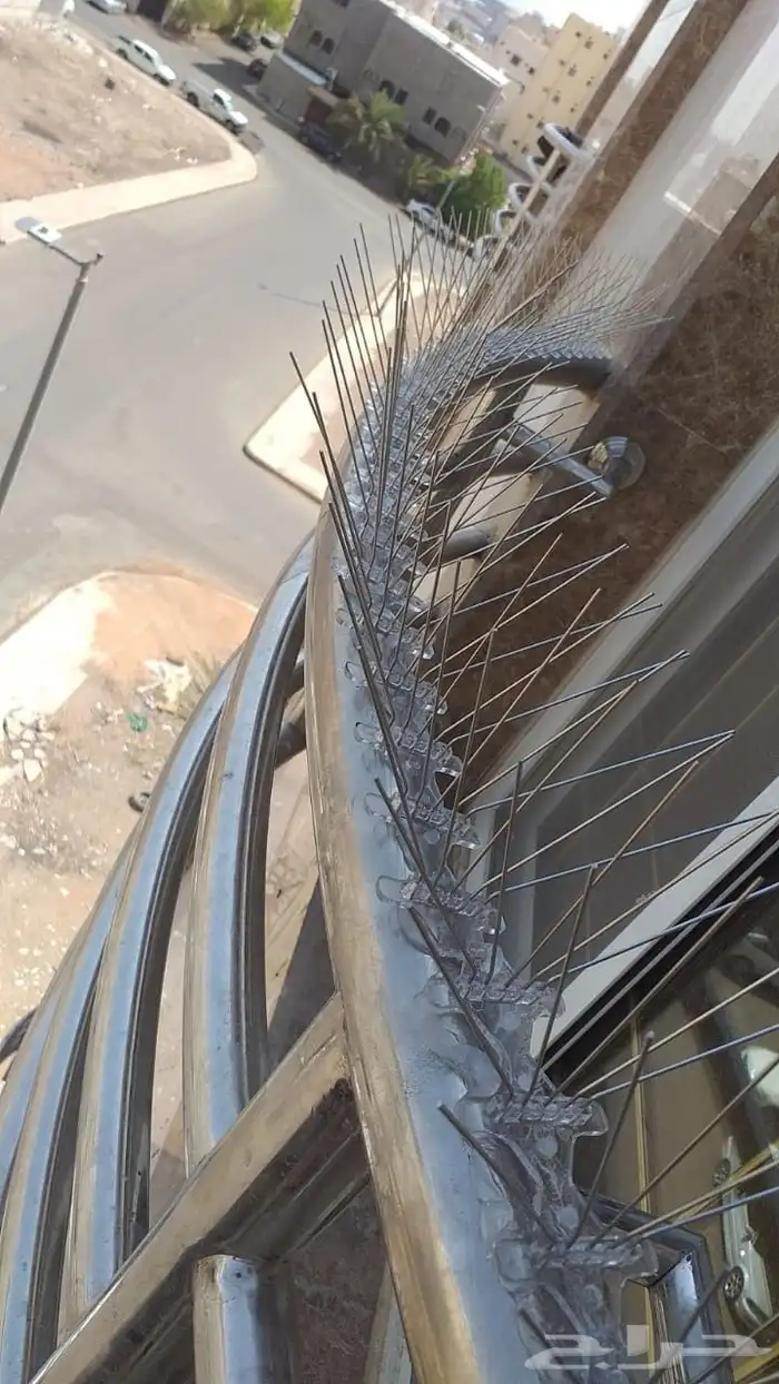 طارد الحمام المدين  المنور  مندوب اجمل 8