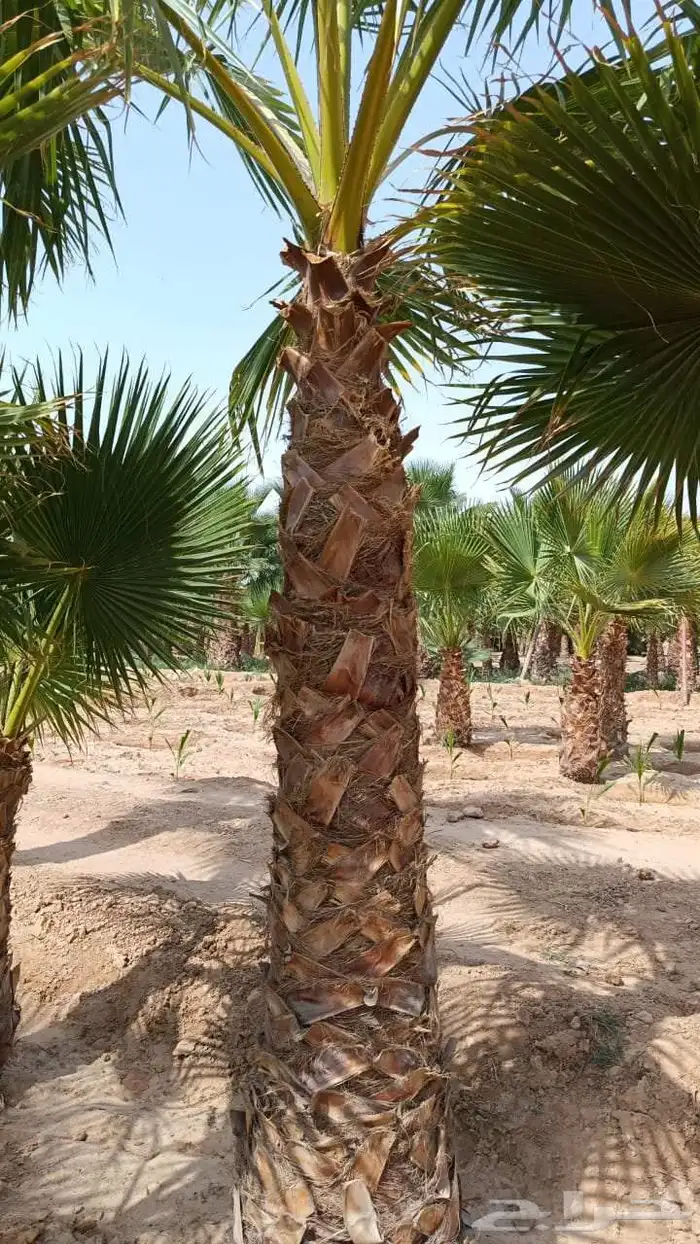 يوجد لدينا فروخ واشنطني ونخل من ج نمسك مزارع تكريف تنظيف 2