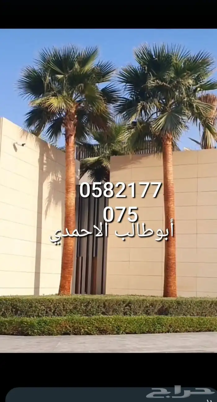 نخل عربي وشنطني لبيع 1