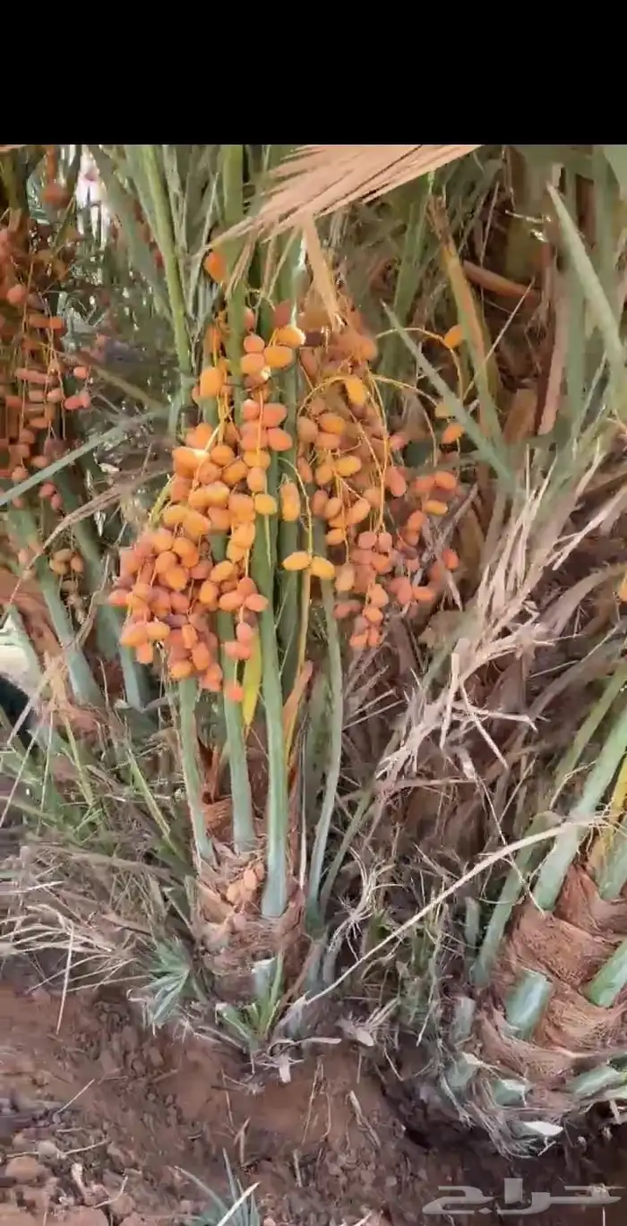 يوجد لدينا نخيل للبيع 9