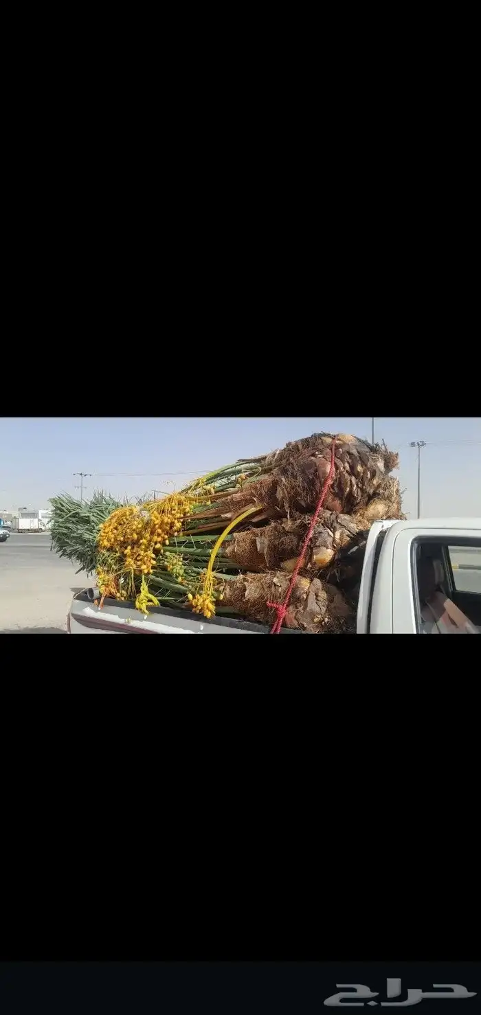 جميع انواع انخيل عربي واشنطني امريكي 0