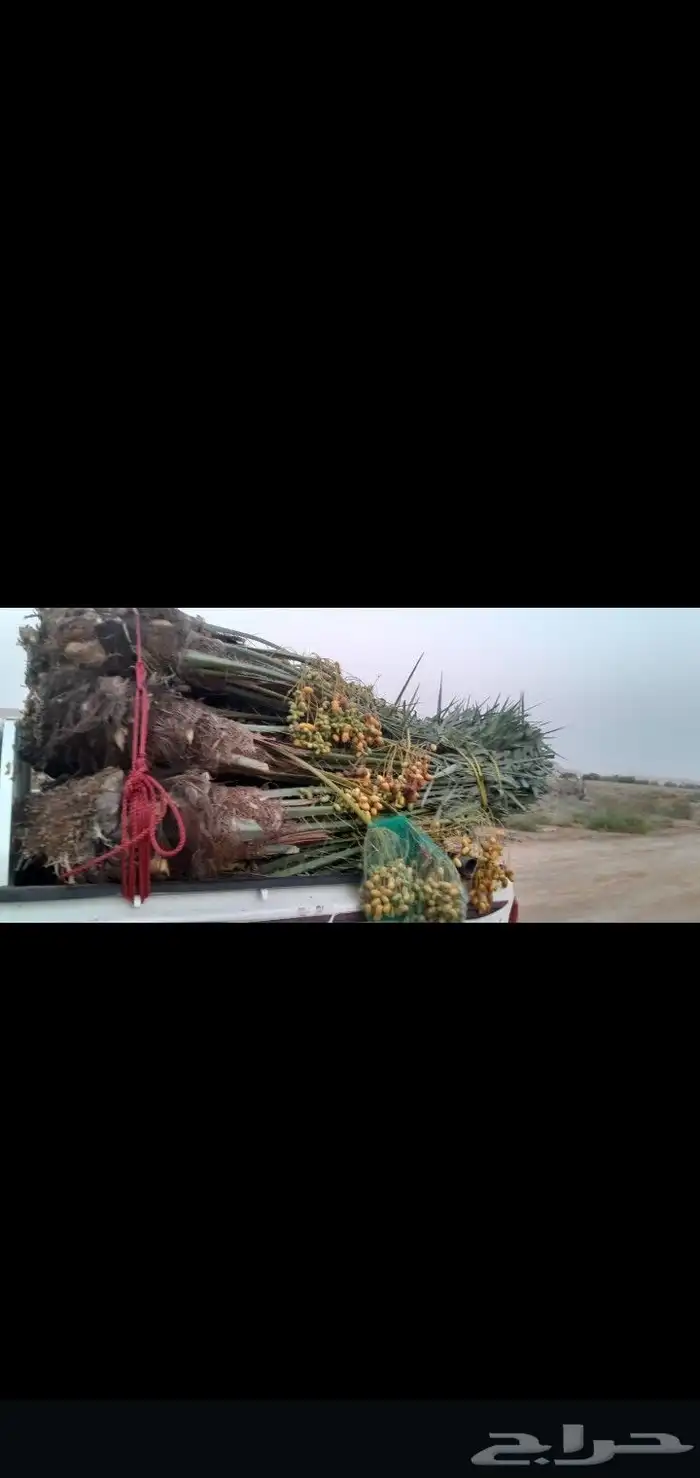 جميع انواع انخيل عربي واشنطني امريكي 3