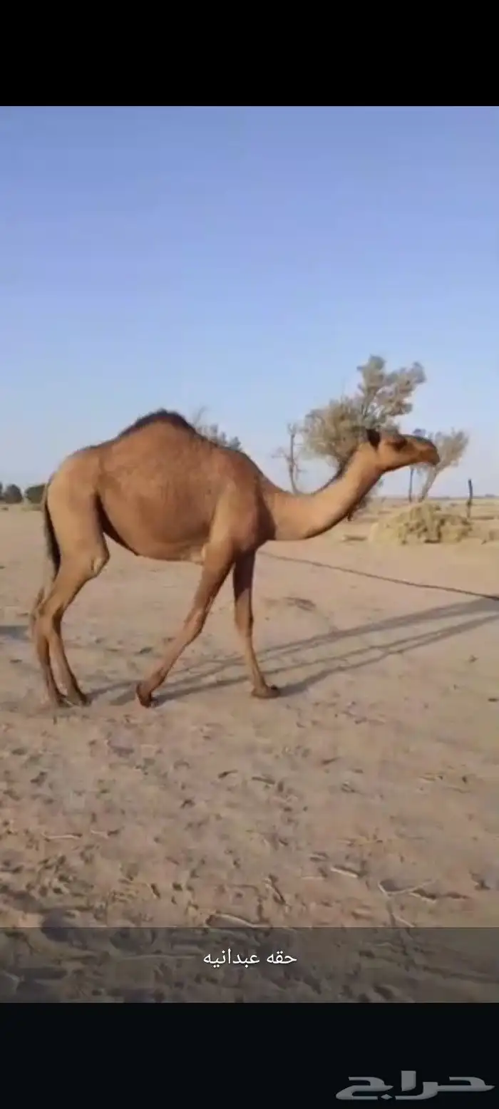 بكره صفرا حقه عبدانيه على المتحدي 0