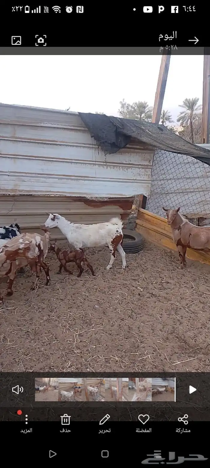 عنز عمانيه 3
