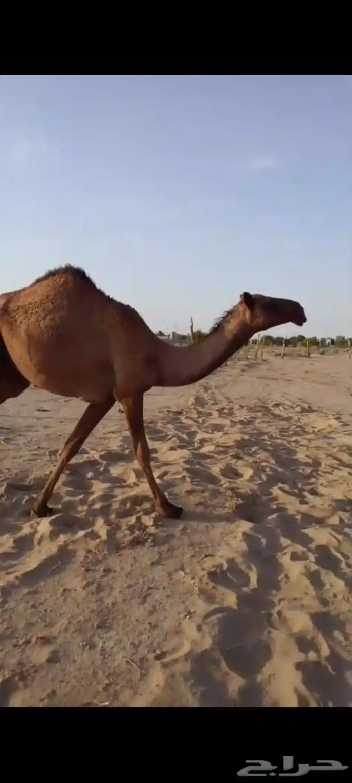 بكره صفرا حقه عبدانيه على المتحدي 1