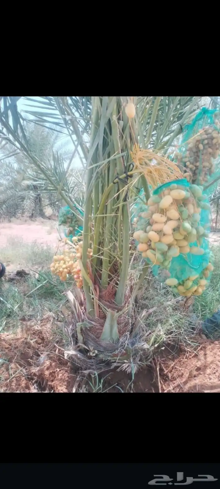 نخيل للبيع جميع الأنواع والمقاسات 4