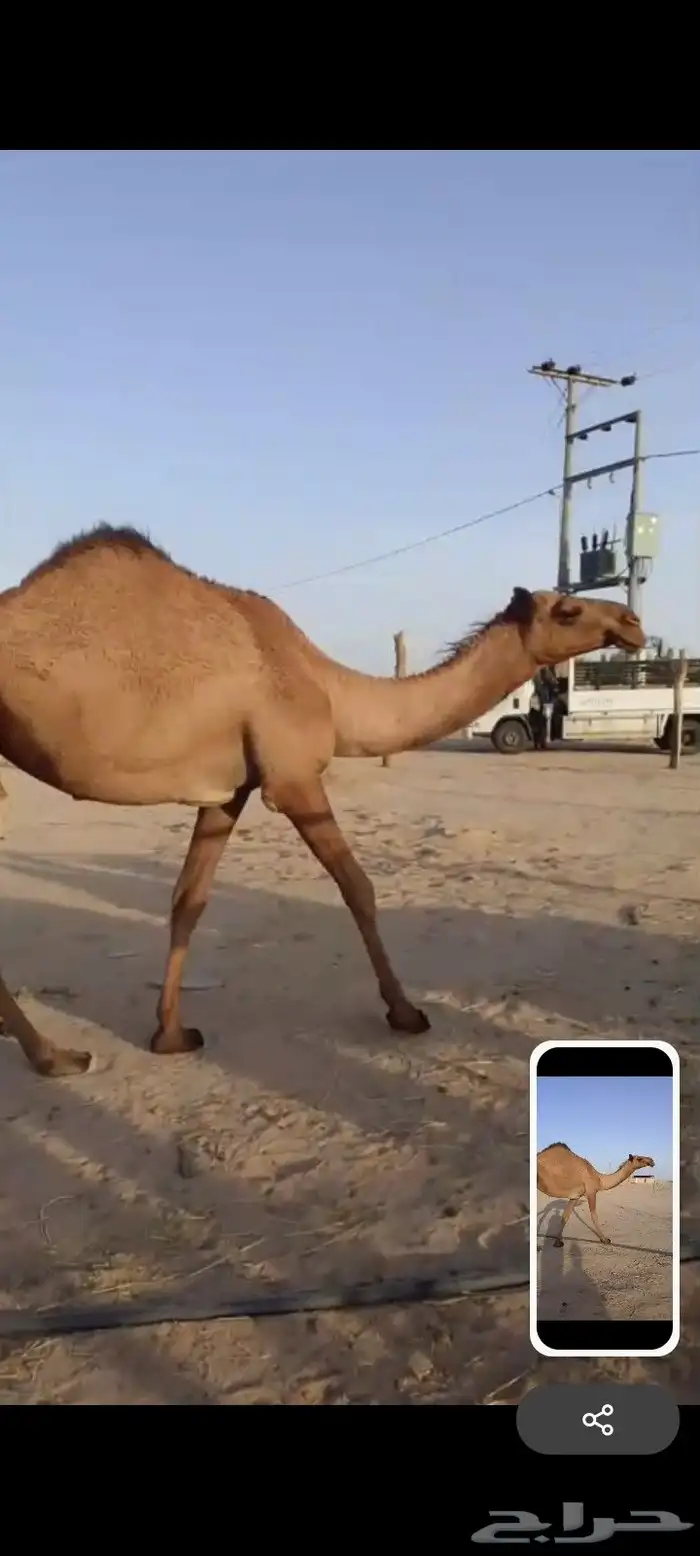 بكره صفرا حقه عبدانيه على المتحدي 3