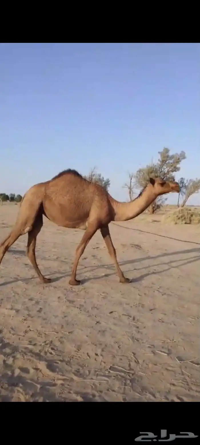 بكره صفرا حقه عبدانيه على المتحدي 2