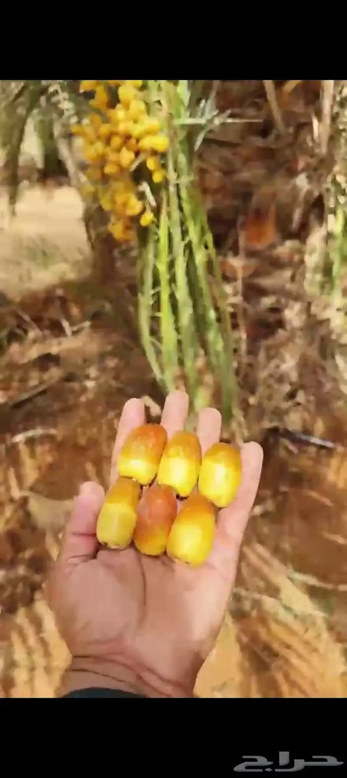 يوجد لدينا نخيل للبيع 8