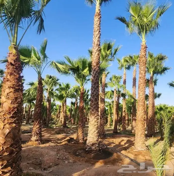 يتوفر لدينا جميع أنواع النخيل الوشنطني والعربي 4