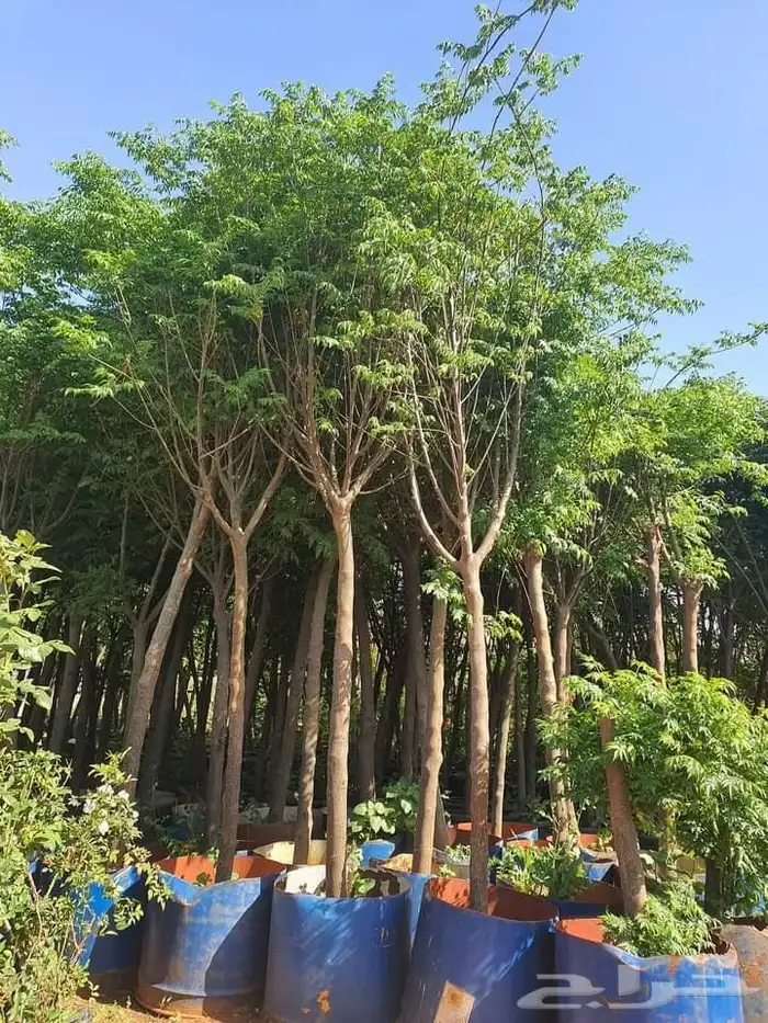 مشتل زراعي 10