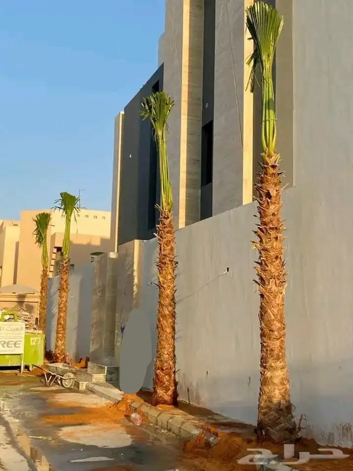 اشجار زيتون مشاتل اشجار 1