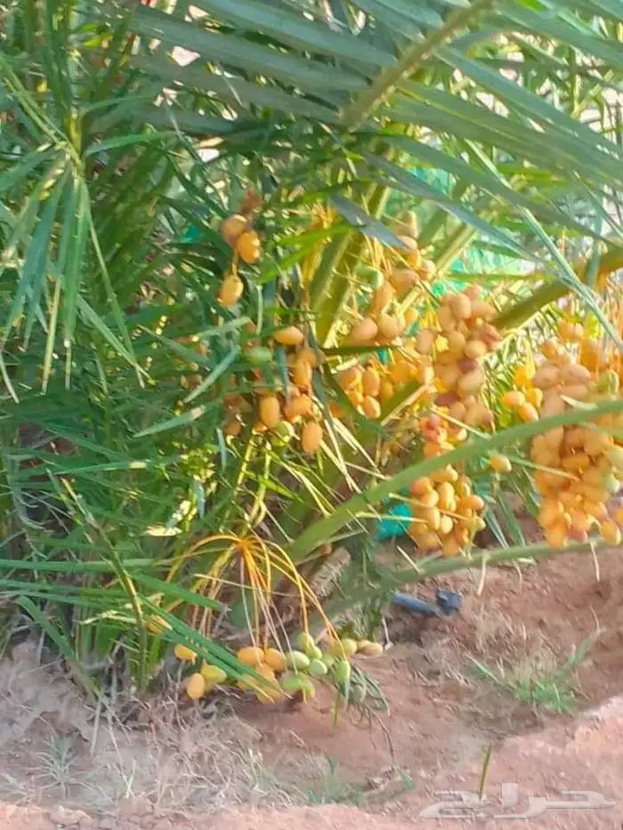 نخيل 8
