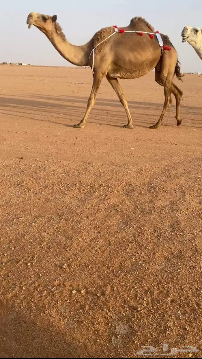 للبيع شعلا مصعد لها 6 ايام 1