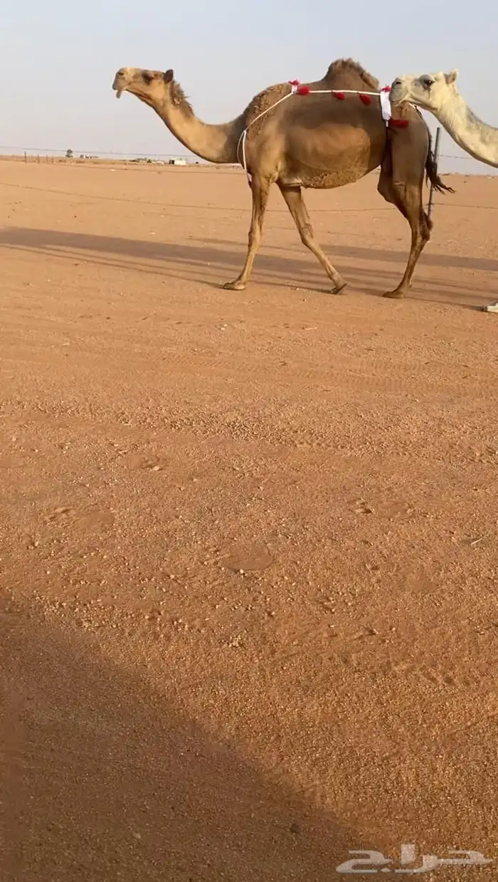 للبيع شعلا مصعد لها 6 ايام 0