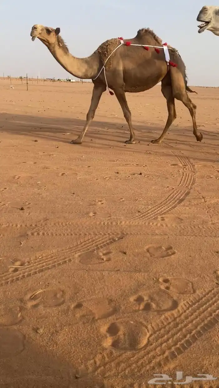 للبيع شعلا مصعد لها 6 ايام 2